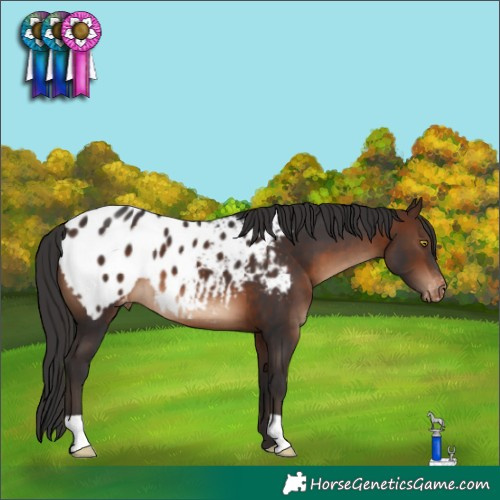 Horse Color:Brown Blanket