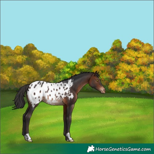 Horse Color:Brown Appaloosa 