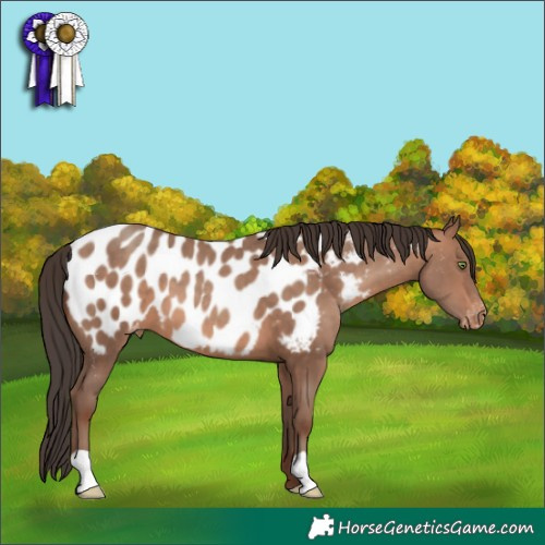 Horse Color:Sable Champagne Near Leopard 