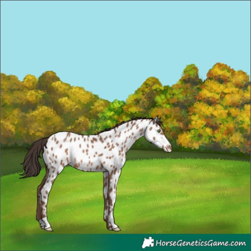 Horse Color:Sable Champagne Appaloosa
