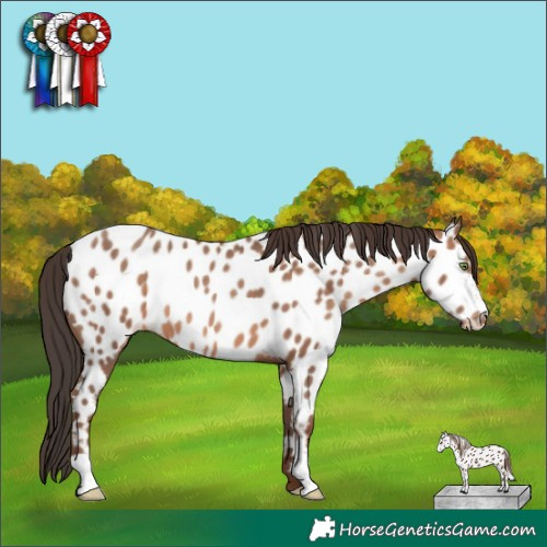 Horse Color:Sable Champagne Appaloosa 