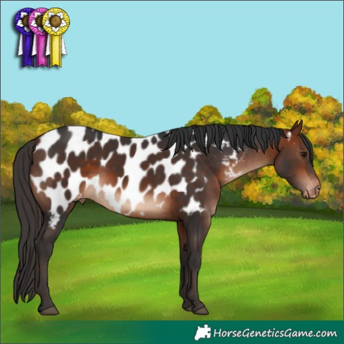 Horse Color:Bay Appaloosa