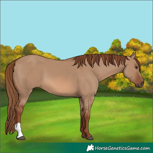 Horse Color:Red Dun 