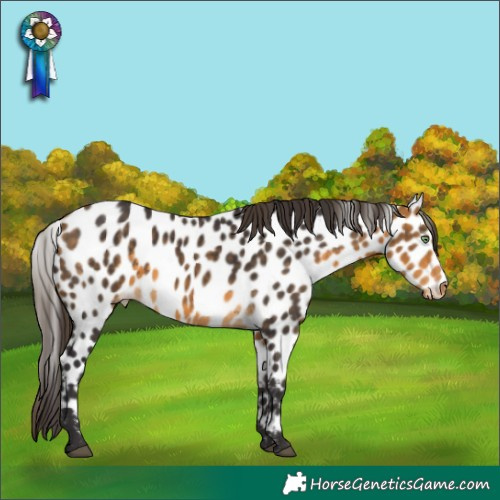 Horse Color:Buckskin Appaloosa