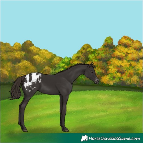 Horse Color:Liver Chestnut Appaloosa 