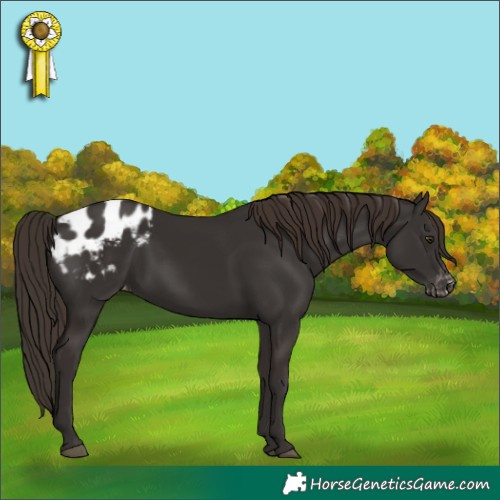Horse Color:Liver Chestnut Appaloosa 