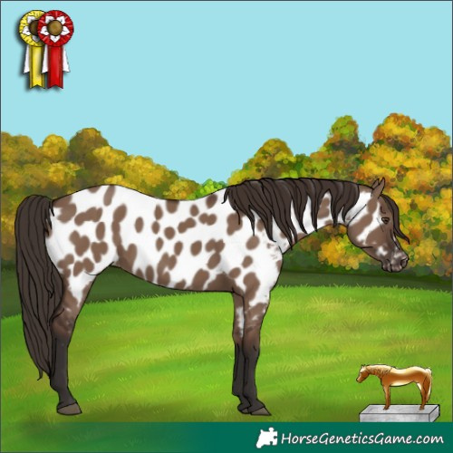 Horse Color:Liver Red Dun Near Leopard 