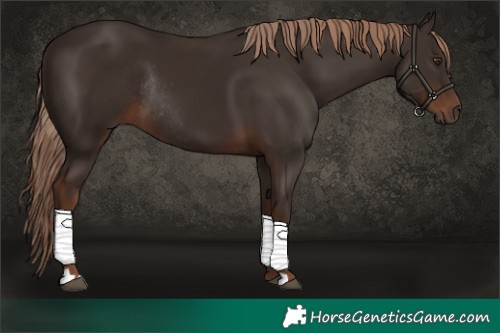 Horse Color:Liver Chestnut Rabicano