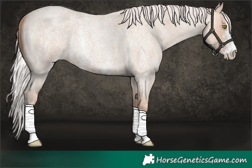 Horse Color:Silver Classic Champagne Roan Sabino 