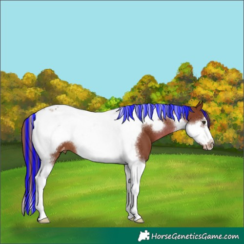 Horse Color:Painted Chestnut Tobiano Frame Appaloosa 