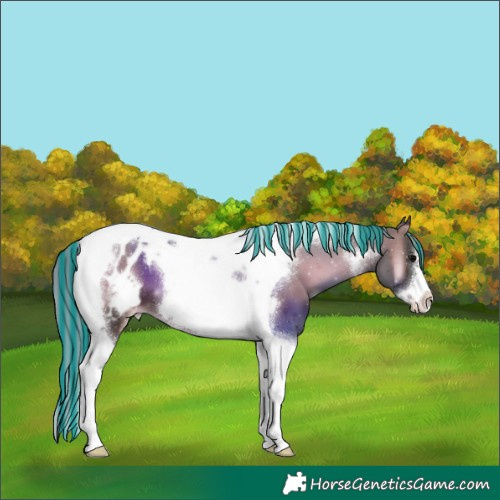 Horse Color:Painted Silver Blue Onyx Tobiano Frame Blanket