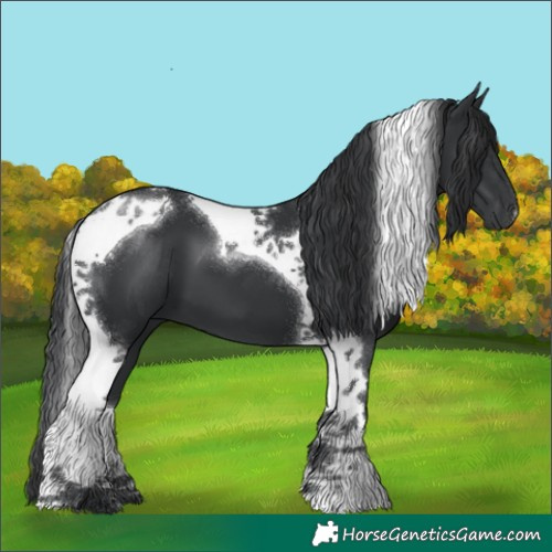 Horse Color:Black Tobiano 
