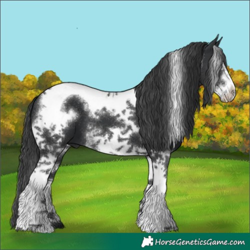 Horse Color:Black Tobiano Frame 