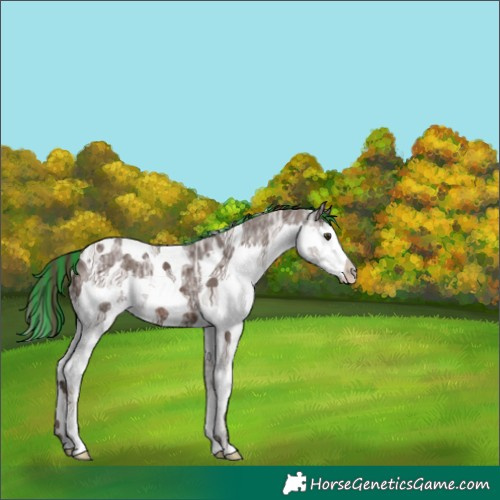 Horse Color:Painted Liver Chestnut Ice Splash Tobiano 