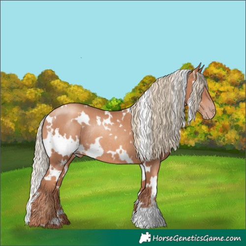 Horse Color:White Spotted Gold Champagne Rabicano 