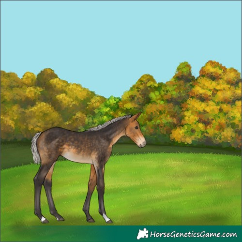 Horse Color:Silver Buckskin 