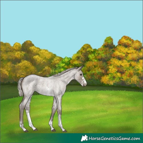 Horse Color:Silver Smoky Grullo Roan Sabino
