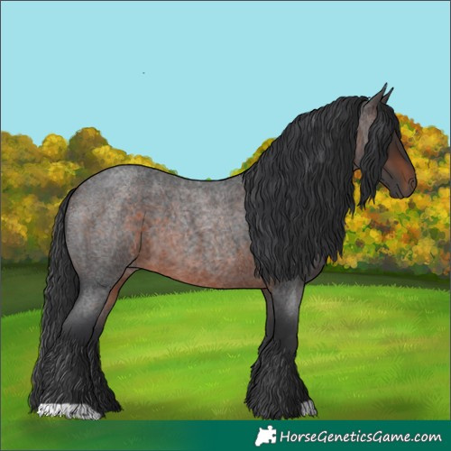 Horse Color:Brown Roan 