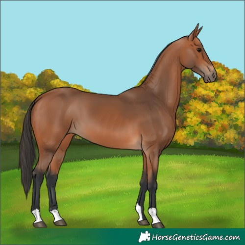 Horse Color:Bay 