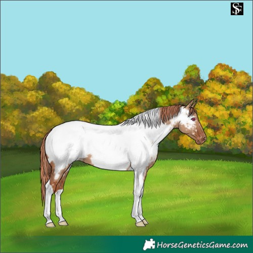 Horse Color:Red Dun Tobiano Near Fewspot Rabicano