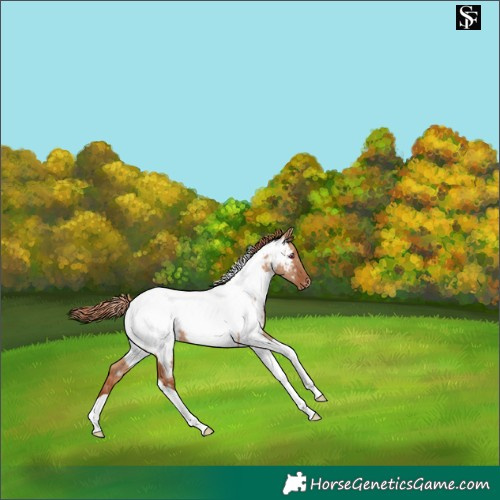 Horse Color:Red Dun Tobiano Appaloosa Rabicano 