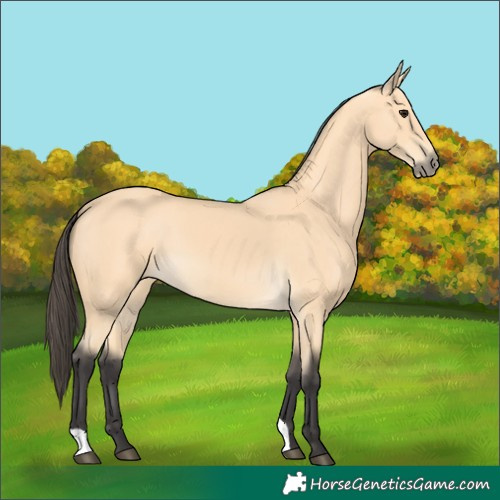 Horse Color:Buckskin