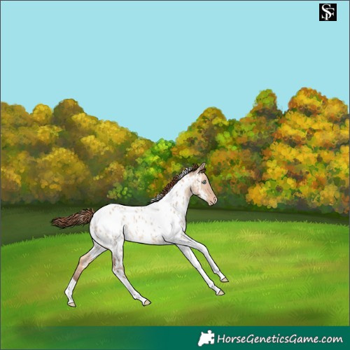 Horse Color:Amber Champagne Dun Tobiano Appaloosa Rabicano