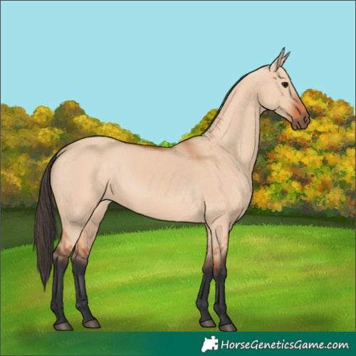 Horse Color:Bay Dun