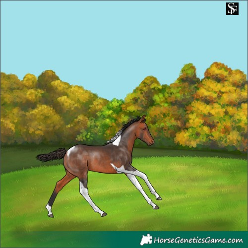 Horse Color:Bay Tobiano Rabicano