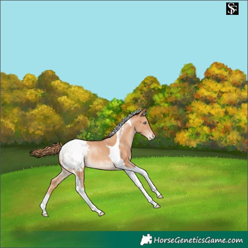 Horse Color:Gold Champagne Tobiano Appaloosa Rabicano 