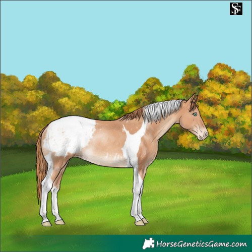 Horse Color:Gold Champagne Tobiano Appaloosa Rabicano 