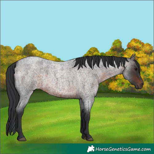 Horse Color:Brown Roan 