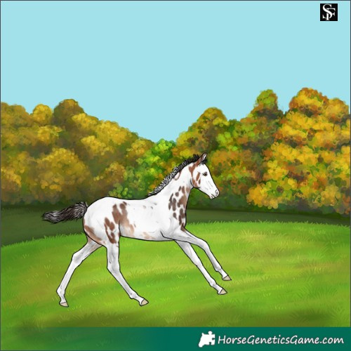 Horse Color:Bay Splash Tobiano Appaloosa Rabicano 