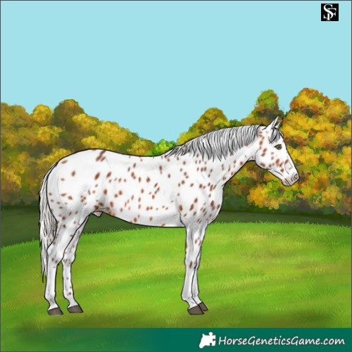Horse Color:Silver Bay Tobiano Appaloosa Rabicano 