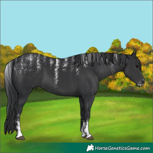 Horse Color:Powder White Black
