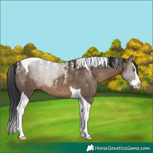 Horse Color:Powder White Brown Dun Splash Tobiano Rabicano