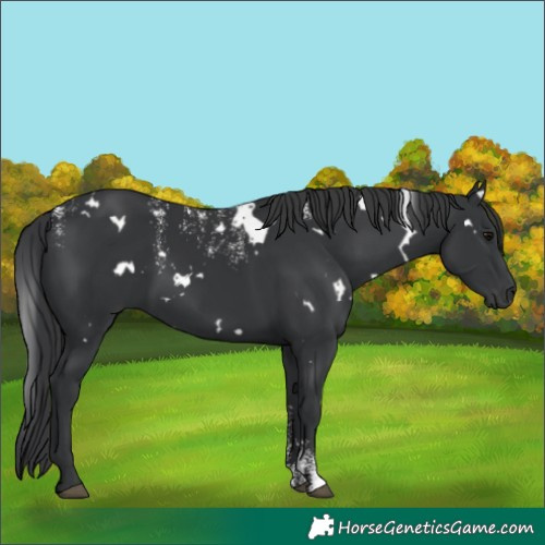 Horse Color:Powder White White Spotted Black 