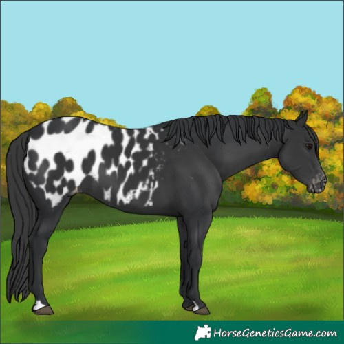Horse Color:Black Appaloosa 
