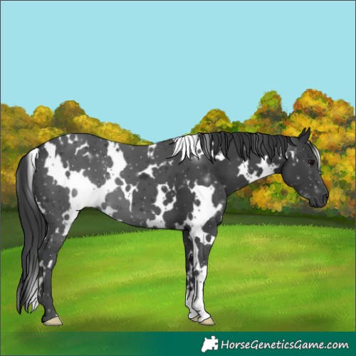 Horse Color:White Spotted Black