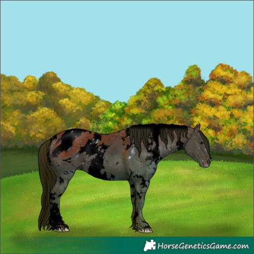 Horse Color:ERROR: UNKNOWN ANOMALY