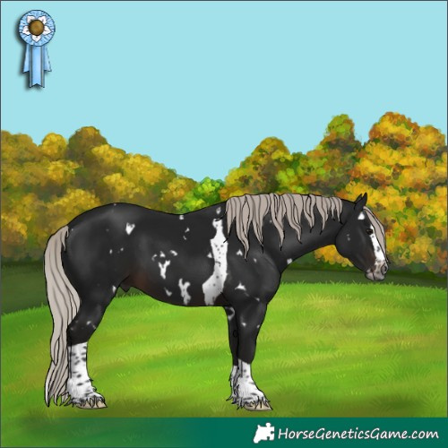 Horse Color:Gray White Spotted Silver Brown Splash Tobiano 