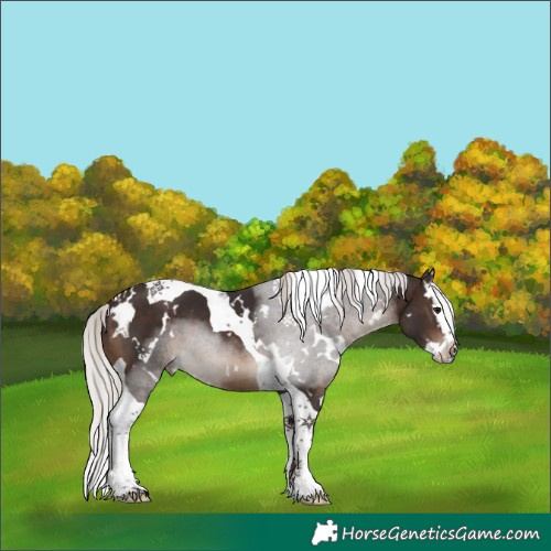 Horse Color:White Spotted Silver Brown Splash Tobiano