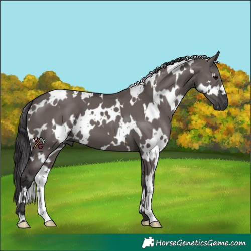 Horse Color:White Spotted Smoky Grullo 