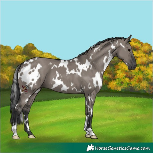 Horse Color:White Spotted Grullo