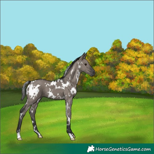 Horse Color:White Spotted Grullo 