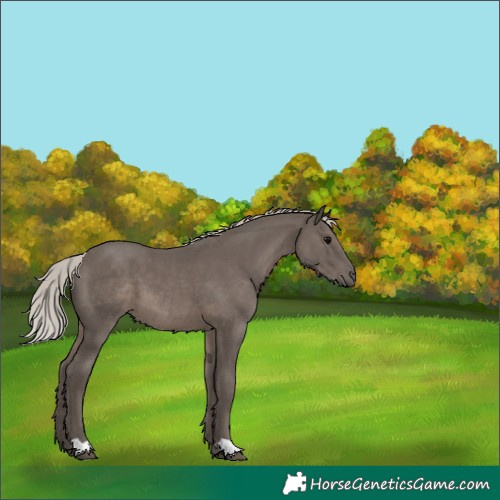 Horse Color:Silver Black 