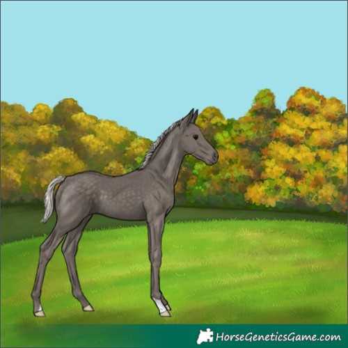 Horse Color:Silver Black 