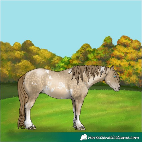 Horse Color:White Spotted Buckskin Pearl Tobiano Appaloosa 