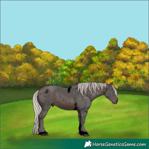 Horse Color:Void Silver Brown Tobiano Rabicano