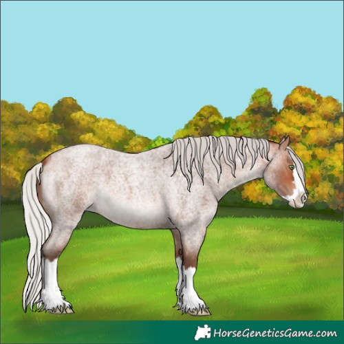 Horse Color:Silver Bay Roan Mushroom Splash
